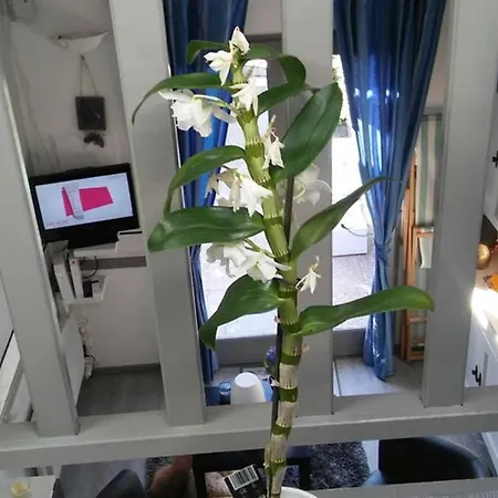 別荘 Cros Et Piscine *